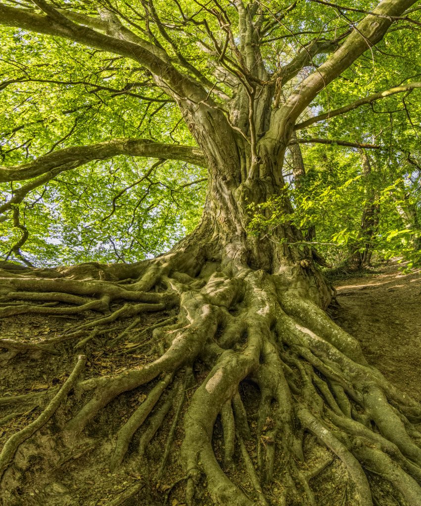 Green tree photo