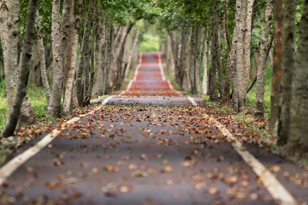Empty road between trees