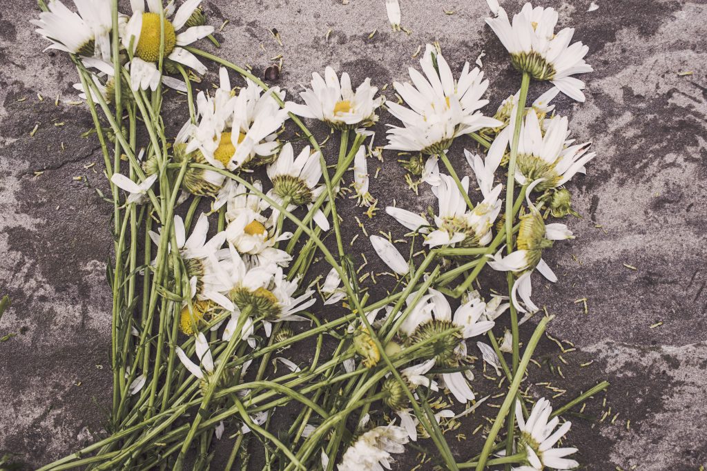 Flowers marguerites destroyed dead